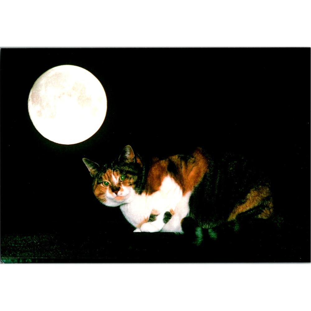 Postcard Cat Calico Green Eyes Night Moon Will Meinderts Matt Finish 6 x 4"